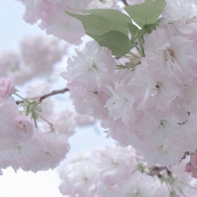 Furry插画笔刷运用福瑞群